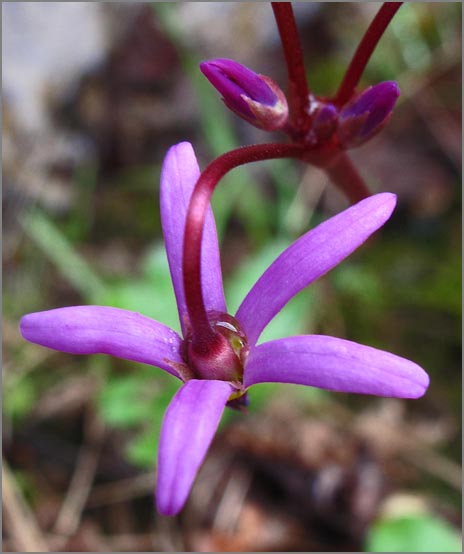 sm P08 Shooting Star.jpg - Shooting Star (Dodecatheon hendersonii): This native perennial dies back to the roots after the soil dries out.